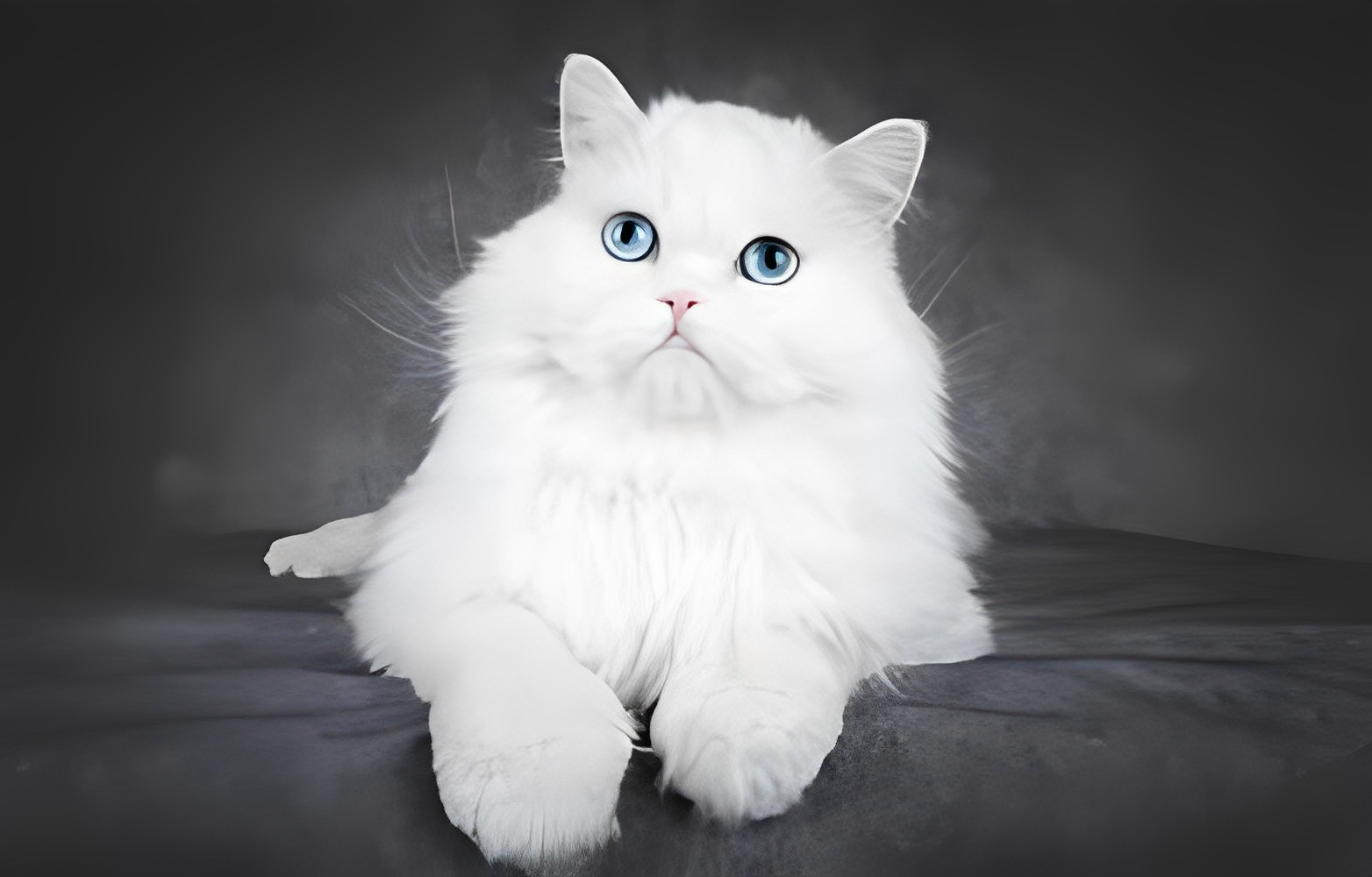 Nằm mơ thấy mèo trắng điềm báo gì? Nằm mơ thấy mèo trắng đánh số mấy