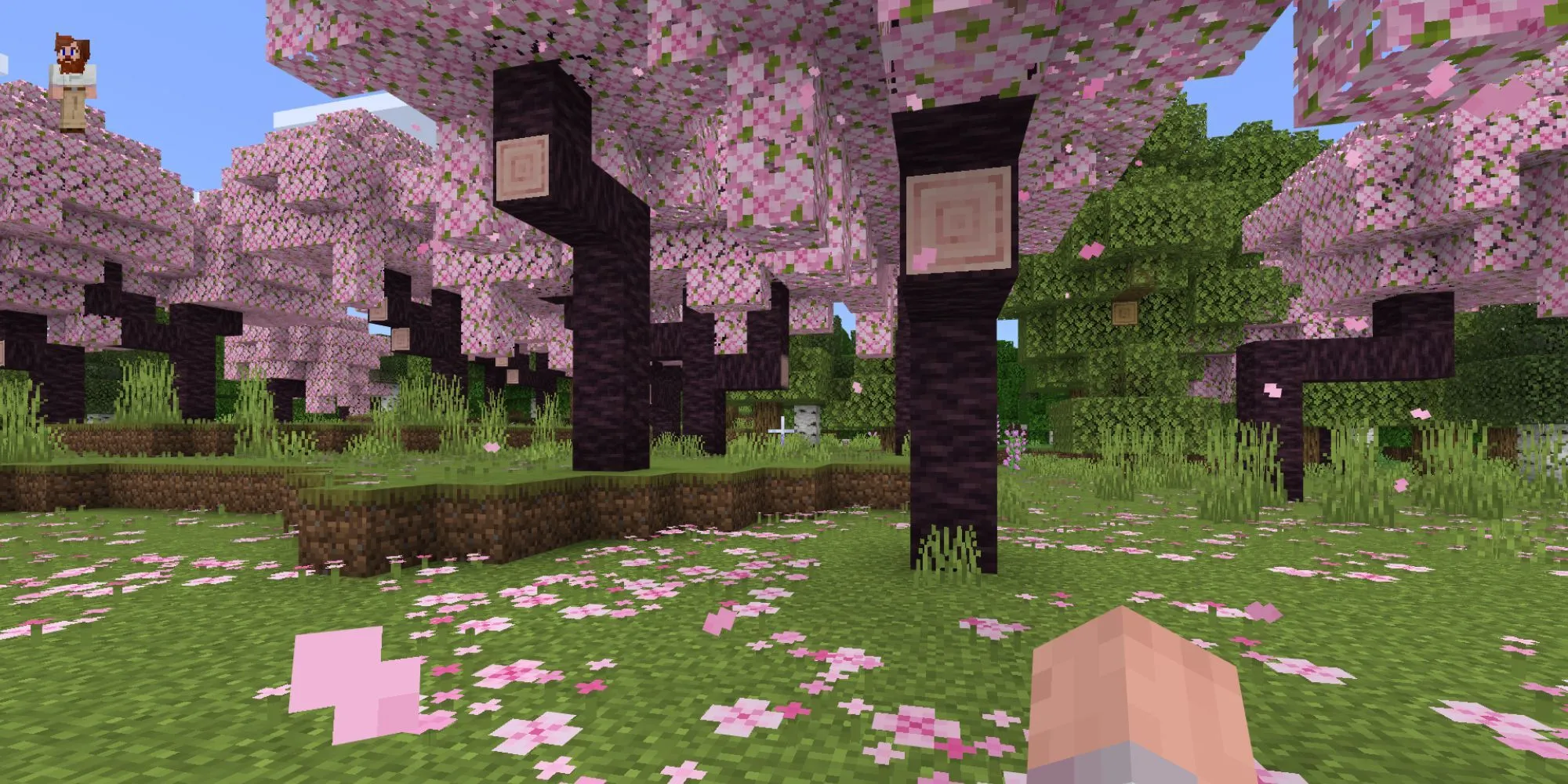 Khu rừng hoa anh đào trong Minecraft với nhân vật đứng giữa khung cảnh