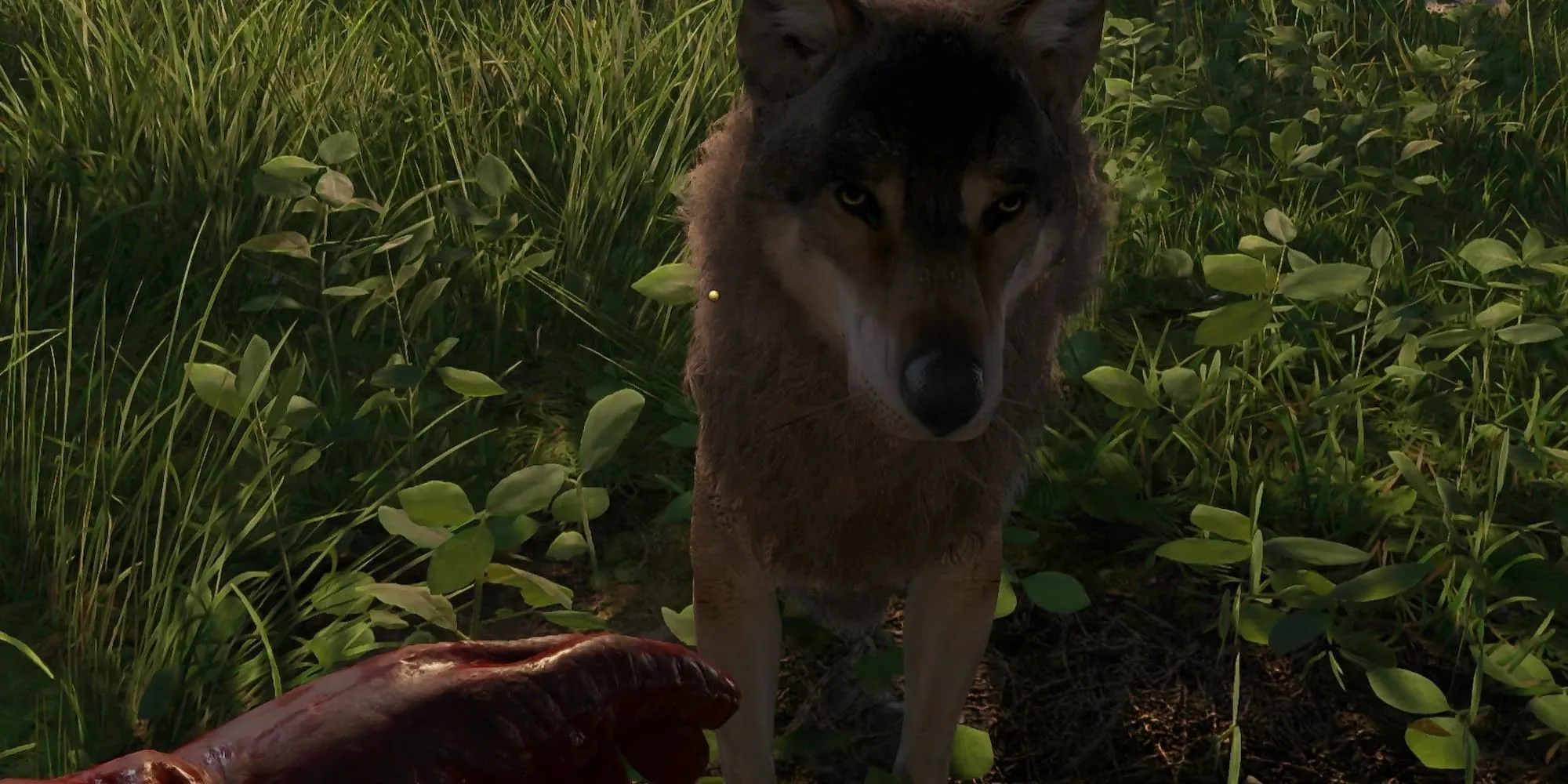 Một chú chó hiền lành trong Kingdom Come Deliverance 2 nhờ mod Harmless Dogs